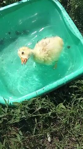 A yellow duckling swims in a green plastic tub filled with water. The tub is outdoors, surrounded by green grass and foliage. The duckling paddles and bobs in the water, occasionally dipping its head. The sun shines brightly, creating reflections on the water's surface.