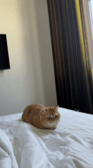 Orange tabby cat spotted on bed in Đà Nẵng