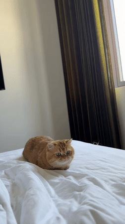 Orange tabby cat spotted on bed in Đà Nẵng