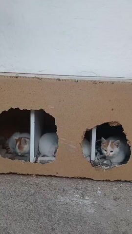Two white kittens with orange spots are resting inside a homemade cat house made of brown wood and white panels. The cat house is located on the ground next to a white wall. Both kittens appear to be resting comfortably.