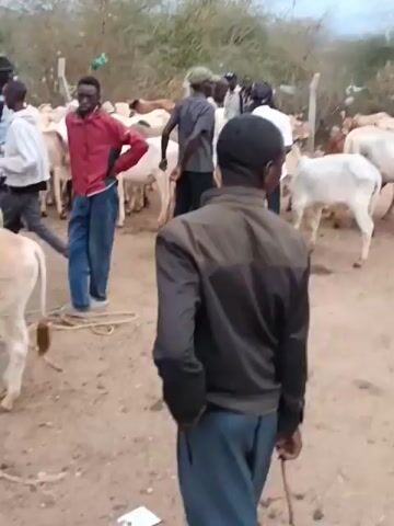 The video shows a group of people gathered around a herd of cattle in an outdoor, rural setting. The ground is dirt, and there are scattered trees and bushes in the background. Some of the people are wearing casual clothing, while others appear to be wearing more traditional attire. The cattle are mostly white or light-colored. The people are interacting with the animals, and some appear to be herding or managing them. The sky is overcast, suggesting it might be a cloudy day. The overall impression is that of a livestock market or a herding activity.