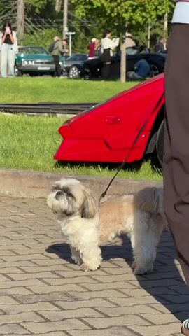 The video features a small, light-colored dog, possibly a Shih Tzu, standing on a brick pavement while on a leash held by a person. This person wears brown trousers, a light sweater, and Adidas shoes. Next to them, another person stands in gray cargo pants, holding a magazine featuring a woman's face on the cover. Further away, other people are visible, some taking pictures near several parked cars, including a red sports car. The background also shows green grass and trees.