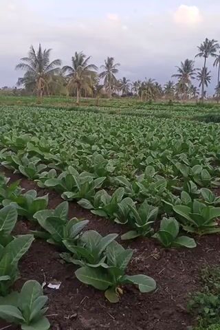 The video shows a field of green plants, likely tobacco, growing in neat rows. The plants are young and have large, green leaves. In the background, there are several tall palm trees, suggesting a tropical or subtropical climate. The ground is dark soil, and there are some dry leaves and debris scattered around. The sky is overcast, with some clouds visible. The camera is positioned at a low angle, looking across the field. The video appears to be a static shot, with no movement or action depicted.