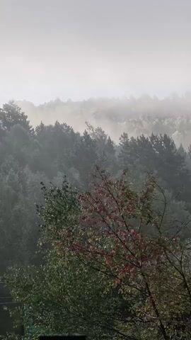 A vertical video captures a misty forest scene from a high vantage point, looking down and across a densely wooded hillside. The fog is thick, obscuring the background and softening the details of the trees. In the foreground, on the right side of the frame, a tree with a mix of green and red leaves is visible. The overall atmosphere is serene and somewhat melancholic, with the soft light filtering through the mist.