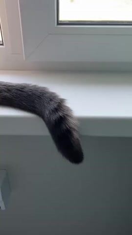 The video shows a gray cat sitting on a windowsill, with its tail draped over the edge. The cat has blue eyes and white whiskers. It is looking at the camera. Behind the cat, through the window, there is a view of trees and houses, suggesting a rural or suburban setting. The sky is visible and appears to be blue, indicating daytime. There are no people visible in the video. The cat's fur appears soft and fluffy. The overall mood is calm and peaceful. There is no visible text in the video.