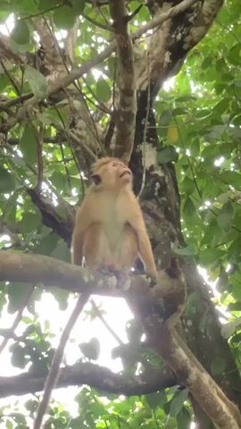 A monkey is sitting on a tree branch, looking upwards. It reaches out towards some leaves above it. It turns away and its long tail hangs down. The tree has many branches with green leaves. Sunlight is visible through the leaves.