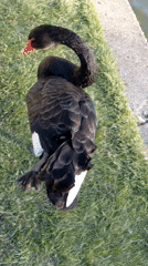 Wildlife and landscape observations documented across mountain region