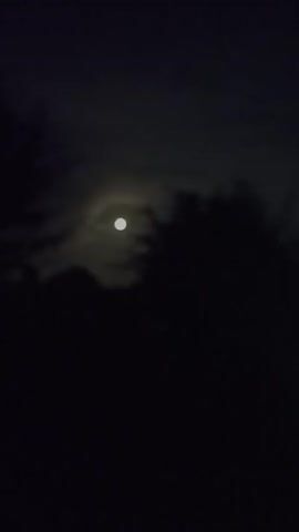 The video is a low-light, handheld shot of the full moon partially obscured by clouds and silhouetted trees. The moon is visible as a bright, circular orb in the upper center of the frame. Clouds are drifting across the moon, creating a soft glow around it. Dark masses of trees are visible in the foreground and on the sides, obscuring the view of the ground and sky. The overall impression is one of a serene, nighttime landscape.