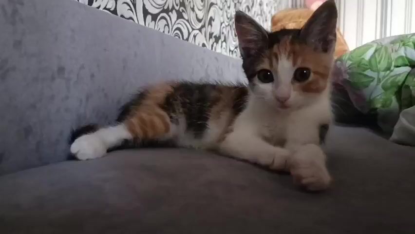 A calico kitten is lying on a gray sofa with a patterned wallpaper in the background. The kitten is looking at the camera. The kitten then sits up and looks around. The kitten is white with patches of orange, black, and brown. The kitten has large, dark eyes and pointed ears. The sofa is upholstered in a soft gray fabric. The wallpaper has a black and white floral pattern. There is a green and white patterned blanket on the sofa behind the kitten.