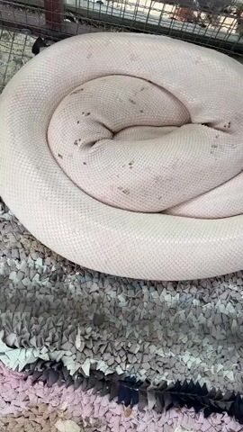 A large, pale-colored snake, likely an albino python, is seen coiled tightly inside a wire mesh enclosure. The snake has a creamy-white skin with some faint reddish-brown speckles visible on its scales. It rests on a textured mat made of interwoven fabric strips in shades of grey, white, and pink. The video starts with a close-up overhead view of the snake, then pulls back to show more of the metal cage structure. The scene is brightly lit, suggesting daytime. The location is Hiệp Thạnh, Vietnam.