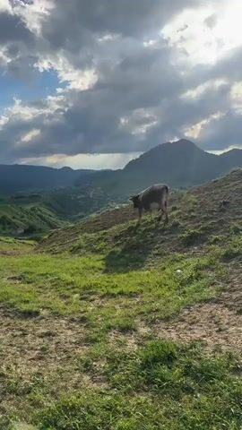 A cow walks up a grassy hill in a mountainous landscape. The sky is filled with dramatic clouds, and sunbeams pierce through them. In the distance, a valley with a small town is visible. The foreground is rough terrain with sparse grass.
