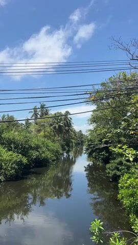 The video pans across a calm, dark river flanked by lush green vegetation and tall palm trees. The sky above is bright blue with scattered white clouds. Overhead power lines stretch across the frame. The water reflects the trees and sky, creating a mirror-like effect. The overall scene depicts a serene natural environment.