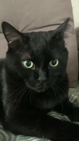 A close-up shot of a black cat with bright green eyes is shown. The cat is lying down on a blanket with a green and white pattern. Behind the cat, a brown pillow is visible. The cat's head is turned towards the camera, and its gaze is fixed. Its ears are perked up, and its whiskers are prominent. The lighting is soft, illuminating the cat's sleek fur. The video is composed of several still images that transition smoothly, creating a subtle animation of the cat's unblinking stare. There are no discernible actions or interactions beyond the cat's presence and its fixed gaze. The environment appears to be indoors, likely a home setting.