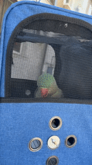 Rural road trip with green parrot companion captured