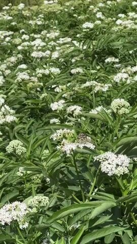 The video begins with a close-up shot of a field of white flowers, with green leaves and stems visible. A butterfly is perched on one of the flowers. The camera then pans up to show a dense forest of green trees. Finally, the camera pulls back to reveal a panoramic view of a rural landscape. A small village with red-tiled roofs is nestled in a valley, surrounded by rolling hills and green fields. The sky is blue with scattered white clouds.