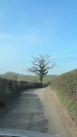 A vehicle travels down a narrow road, bordered by hedges. In the distance, a large, bare tree stands in the middle of the road. The sky is clear and blue.