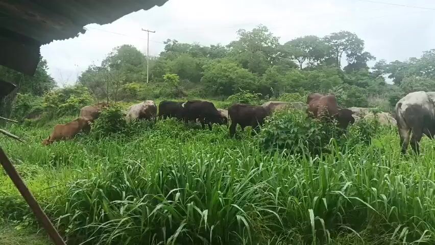 A herd of cattle graze in a lush green field under a cloudy sky. The cows are of various colors including brown and black. The foreground is filled with tall grass and bushes, obscuring the lower bodies of some of the animals. In the background, a gentle slope is covered with trees and vegetation. A utility pole and power lines are visible in the distance. Part of a roof or overhang is visible at the top left of the frame.