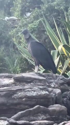 A black bird, identified as a Black Vulture, stands prominently on a formation of grey rocks. The bird has dark, uniform plumage and a distinctive featherless, grey head. It remains mostly stationary, occasionally turning its head to survey its surroundings. The background features lush green foliage, including trees and large, spiky-leaved plants, which are slightly out of focus. The lighting suggests it is daytime. Soft vocalizations from the bird can be heard. The scene depicts a natural outdoor environment, likely in a tropical or coastal region such as Armação Dos Búzios, Brazil.