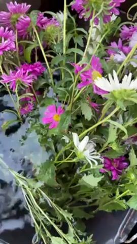 The scene shows a cluster of cut asters submerged in water within a dark container. The flowers are primarily shades of purple and white, with some exhibiting yellow centers. Green leaves and stems intertwine among the blooms. Water ripples across the surface, indicating movement, perhaps from a gentle flow or agitation.