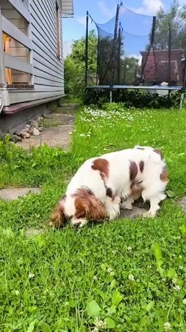 A medium-sized dog with white and brown fur is sniffing the grass in a backyard. The dog is in the foreground, with its head down and partially obscured by its fur. In the background, there is a trampoline and a wooden fence. The ground is covered in green grass with some small white flowers. The sky is blue with some clouds. The video is shot from a slightly elevated angle.