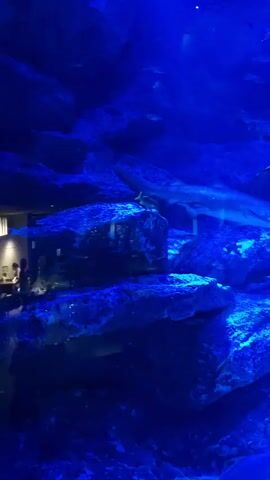 The video shows an aquarium with various marine life. In the foreground, large rocks are visible, illuminated by blue light. A shark swims horizontally across the middle of the screen. Smaller fish swim in schools around the shark and amongst the rocks. In the background, a large sea turtle is visible, and further up, a dolphin swims near the surface. Bubbles rise from the bottom of the tank, creating a dynamic underwater environment. The overall impression is that of a vibrant and active aquarium display.