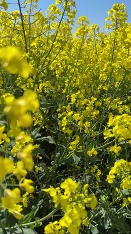 The video shows a field of bright yellow rapeseed flowers under a clear blue sky. The camera focuses on a cluster of flowers in the foreground, then pans out to reveal the vastness of the field, stretching towards the horizon. Trees are visible in the distance, marking the edge of the field. The sunlight illuminates the vibrant yellow blossoms, creating a warm and inviting scene.
