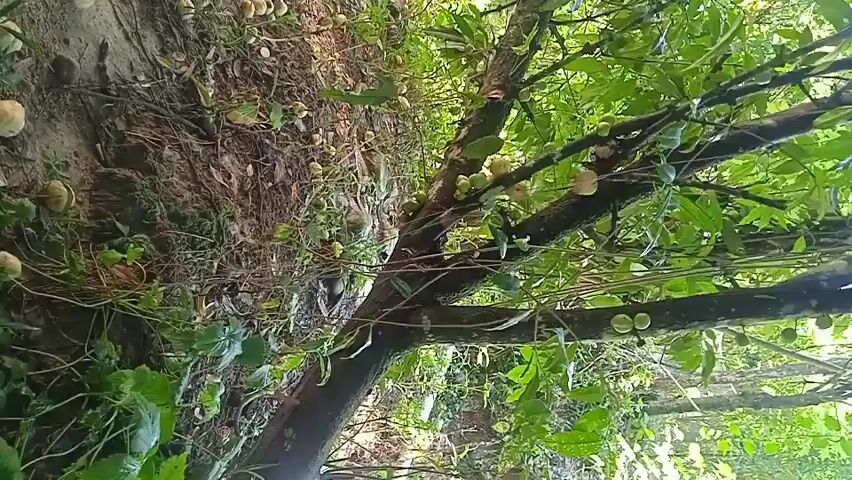 A video recording shows a tree with many small, light-colored fruits hanging from its branches. The tree is surrounded by green foliage and appears to be outdoors. The ground beneath the tree is covered with dirt and some leaves. The camera is positioned low and angled upwards, giving a view of the tree from below. The video is somewhat shaky, suggesting it was hand-held. The lighting is natural, indicating daytime. The overall impression is of a close-up view of a fruit-bearing tree in a natural setting.