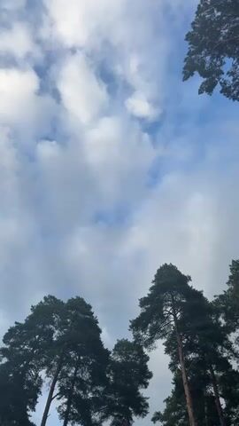 The video shows a low-angle shot looking up at tall pine trees against a cloudy sky. The clouds are white and puffy, with some streaks of blue sky visible. The trees are dark green and their branches reach up towards the sky. The overall impression is one of a peaceful, natural scene.