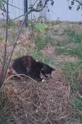 A calico cat is in the process of consuming a small rodent or bird on dry grass. The cat is crouched low to the ground, its head is down and it is actively eating. The scene is outdoors, with dry vegetation and a vine with berries growing overhead. A white structure, possibly a fence or wall, is visible in the background. The lighting suggests it is either early morning or late evening.