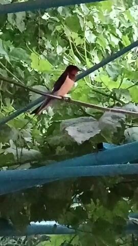A swallow perched on a wire, surrounded by lush green foliage. The bird has dark brown plumage on its head and wings, with a lighter, possibly white or pale pink underside. Its tail appears long and forked, typical of swallows. The wire it rests on is thin and dark, possibly metal. The background is filled with the vibrant green leaves of what seems to be a vine or climbing plant, suggesting an outdoor setting with plenty of vegetation. Two thick, blue pipes or structures are visible in the foreground, one above the other, possibly part of a pergola or some form of support system. The lighting suggests it is daytime, with the sun filtering through the leaves, creating a dappled effect. The overall scene conveys a sense of nature and tranquility. There is no visible text in the media file. The location is identified as Dangir, Uzbekistan.