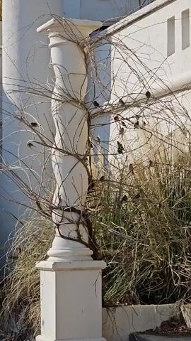 The video shows a white pillar supporting a twisting, bare vine. A bush of tall, dried grasses grows around the base of the pillar and vine. Numerous small, brown birds perch on the branches of the vine. The backdrop includes a white wall with architectural details.  The scene is well-lit, appearing to be outdoors in daylight.
