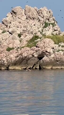 The video shows a choppy body of water with a rocky island in the background. The island is covered in light-colored rocks and some green vegetation. Several birds are flying in the sky above the island. In the foreground, a pink object, possibly a body part or inflatable object, briefly surfaces and then submerges in the water near the island's shore. The water is blue and reflects the sky.