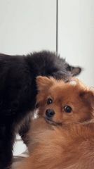 Cat and dog share quiet morning with breakfast in Sirius