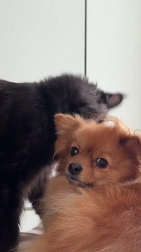 Cat and dog share quiet morning with breakfast in Sirius