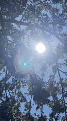 Morning sunlight through tree branches captured in Ukraine