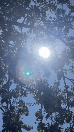 Morning sunlight through tree branches captured in Ukraine