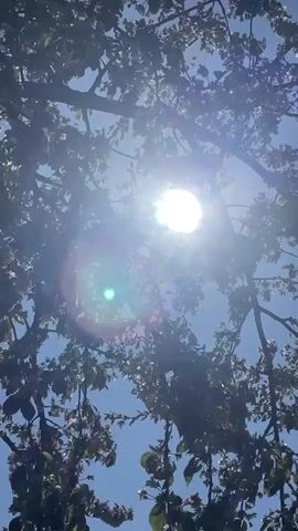 The video shows a bright sun shining through the branches and leaves of a tree. The sky is blue. The sun is partially obscured by the foliage, creating a lens flare effect with a hint of green. The leaves appear dense, and some small white blossoms are visible among them.