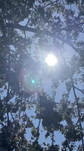 Morning sunlight through tree branches captured in Ukraine