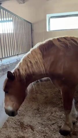 The video shows a brown horse with a light-colored mane and tail standing in a stall with a barred gate. The stall has a concrete floor covered with wood shavings. There is a window in the wall above the stall. A child's voice is audible in the background, speaking in Russian. The horse turns to face the window and then shakes its head and mane.
