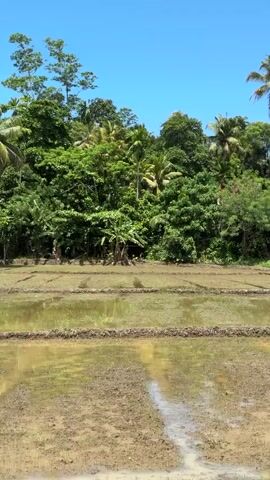 The video shows a flooded rice paddy under a clear blue sky, surrounded by tropical vegetation including palm trees. The paddy is divided into sections by raised earthen boundaries. In the background, partially obscured by trees, is a house with a red tile roof. No people are visible. The camera slowly pans, revealing more of the surrounding landscape.