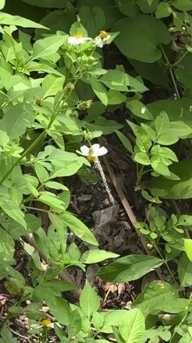 A butterfly with dark wings spotted with blue, is perched on a white flower. The butterfly appears to be feeding. The flower is part of a plant with green leaves and is surrounded by more green foliage. The ground beneath the plant is covered in brown leaves and debris. The lighting suggests it is daytime.