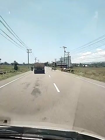 A car is driving down a straight, paved road on a sunny day. A truck is visible driving in the same direction ahead of the car. Power lines stretch across the sky above the road. A herd of cattle is crossing the road on the right-hand side, moving from right to left. Fields and scattered buildings are visible on either side of the road. The sky is blue with some wispy clouds.