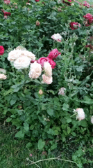 Afternoon stroll through a rose garden with fountains and ornamental planting