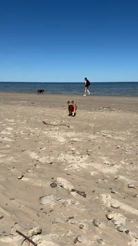 The video shows a small, fawn-colored dog running on a sandy beach on a sunny day. The dog is wearing a pink harness. Behind the dog, a person walks along the shoreline towards the water. Further out in the water, another dog is visible. The sky is clear and blue. The beach is scattered with small rocks and pieces of debris. The water is calm and stretches to the horizon. The camera angle is low, focusing on the dog running.