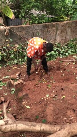 A young boy or man, barefoot and dressed in an orange and white patterned long-sleeved shirt and dark pants, is actively engaged in an outdoor setting in Amaeke Abam, Nigeria. He is bent over, focused on handling a large cassava root, appearing to be in the process of harvesting or gathering it from the reddish-brown earth. Several other harvested cassava roots are visible scattered on the ground around him. In the foreground, a substantial log rests horizontally, while in the mid-ground, smaller logs or branches and green foliage are dispersed.

The background features a concrete wall, behind which dense green vegetation, including what resembles banana plants, thrives under a bright, clear sky. The overall lighting suggests it is daytime, likely late morning or afternoon. The ground is characterized by its distinct reddish-brown color, typical of rich, iron-rich tropical soil. At one point, the young man looks up from his task, smiling directly towards the camera, indicating an awareness of being filmed and a cheerful disposition. The scene depicts a moment of agricultural work, highlighting the harvesting of cassava, a staple crop in many tropical regions. There is no visible text in the image.