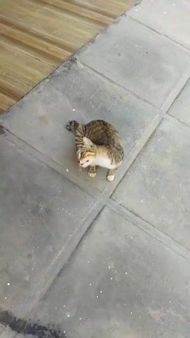 A tabby cat is shown on a gray concrete floor with wooden flooring in the background. The cat is in a crouched position with its head tilted down, appearing to be looking at something on the ground. Its tail is curled around its body. The scene is outdoors or in a well-lit indoor area with a patterned floor.