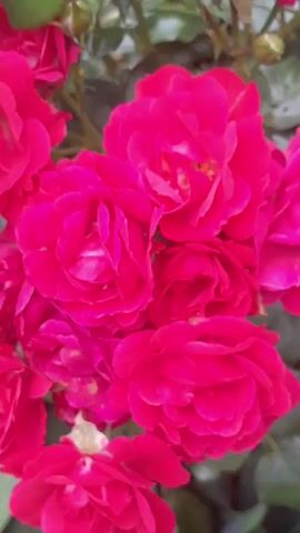 The video shows a close-up, slightly shaky, vertical shot of a cluster of bright pink roses. The flowers are in full bloom with many petals. The lighting is natural and somewhat overcast, creating soft shadows. The background is blurred green foliage, suggesting an outdoor garden setting. There are no people or animals visible. The focus is entirely on the roses.