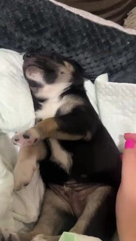 A very young puppy with black, tan, and white markings lies on its back on a light-colored soft surface, possibly a bed or blanket, covered by a white quilted pad underneath. The puppy's eyes are closed, and it appears to be sleeping. A person's hand with bright pink fingernails is gently stroking the puppy's flank and chest. The background consists of a dark, textured surface, likely a blanket or bedspread. The puppy's paws are visible, with one front paw raised slightly. The puppy is resting its head on a white pillow.