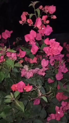This is a short video showing pink bougainvillea flowers against a dark background, possibly at night. The camera moves slightly, causing some blurring, but the vibrant pink of the bracts and green leaves of the plant are clearly visible. There are no people or other objects apparent in the frame.