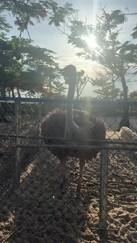 A video shows an ostrich standing behind a chain-link fence. The ostrich is facing to the left, with its head slightly tilted up. The sun is shining brightly in the background, casting a warm glow. Trees with green leaves and some red flowers are visible above the fence. The ground inside the enclosure appears to be sandy. Another ostrich, mostly out of focus, can be seen on the right side of the frame.
